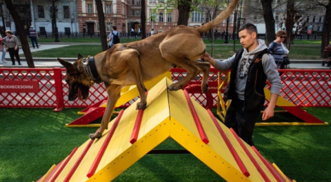 Площадки для выгула собак – инициатива Минстроя