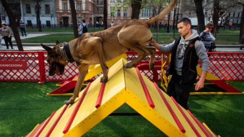 Площадки для выгула собак – инициатива Минстроя