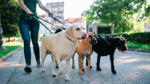 Мособлдума приняла законы об ответственности за неправильный выгул собак